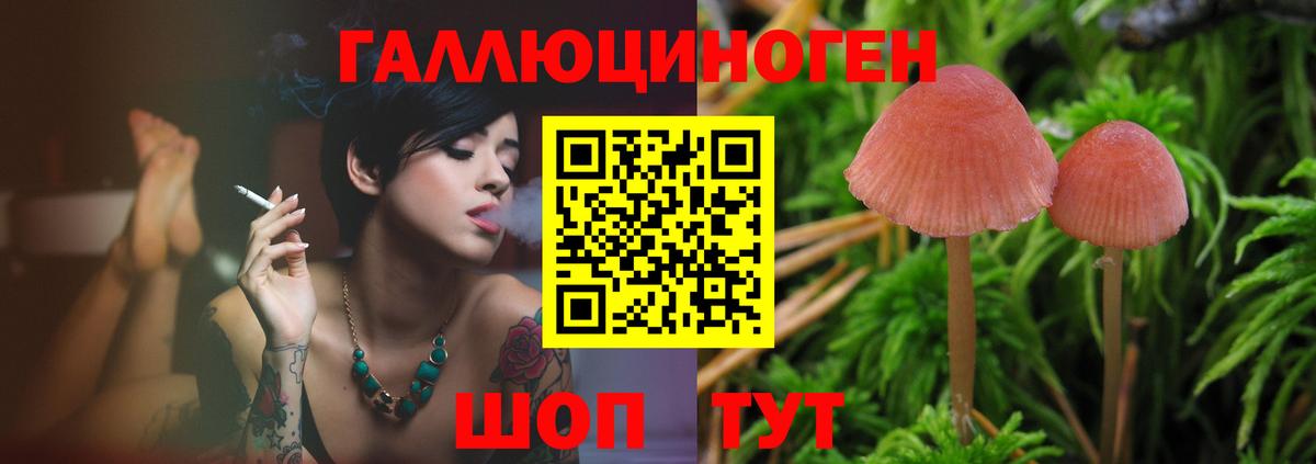 Псилоцибиновые грибы Psilocybe Железноводск